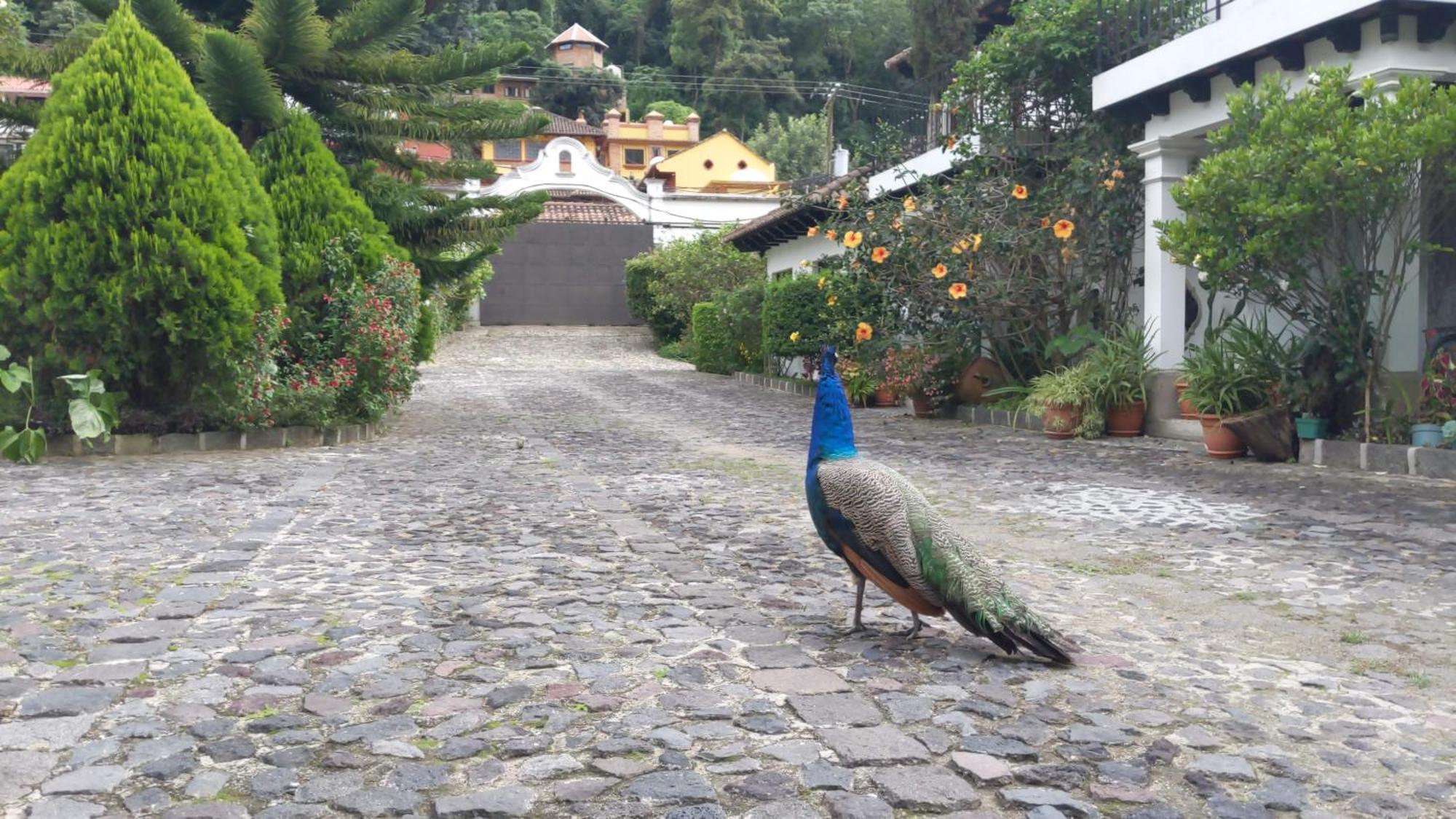 Hotel Y Jardines Casa Buho Antigua Kültér fotó